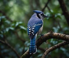 Sparrow, Eagle, Hawk, Owl, Pigeon, Crow, Robin, Parrot, Penguin, Flamingo, Swan, Hummingbird, Peacock, Woodpecker, Seagull, Toucan, Canary, Finch, Peli sitting on a branch in the natural green forest photo
