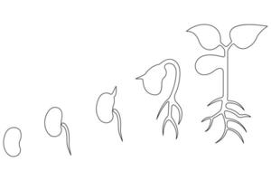 Continuous single line art drawing of plant growth processing from seed outline vector