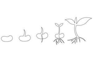 Continuous single line art drawing of plant growth processing from seed outline vector