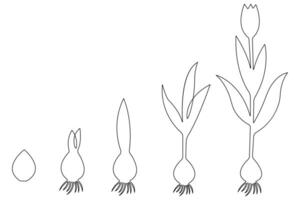 Continuous single line art drawing of plant growth processing from seed outline vector