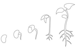Continuous single line art drawing of plant growth processing from seed outline vector
