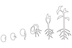Continuous single line art drawing of plant growth processing from seed outline vector
