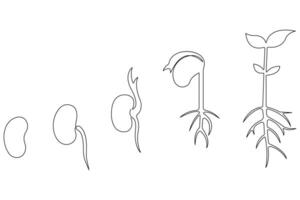 Continuous single line art drawing of plant growth processing from seed outline vector