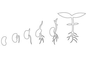Continuous single line art drawing of plant growth processing from seed outline vector