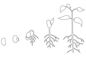 Continuous single line art drawing of plant growth processing from seed outline vector