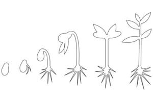 Continuous single line art drawing of plant growth processing from seed outline vector