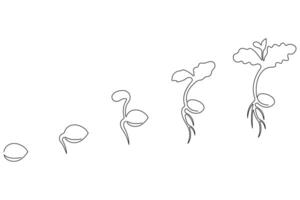 Continuous single line art drawing of plant growth processing from seed outline vector