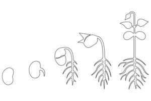 Continuous single line art drawing of plant growth processing from seed outline vector