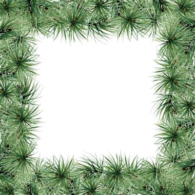 Pine tree, fir tree, spruce branches with needles. Watercolor hand drawn illustration, border frame isolated on white. Xmas, happy new year festive, noel navidad holiday. Cards, gifts, florist shop.