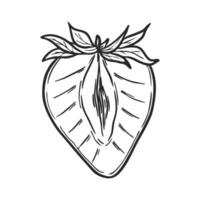 Strawberry line art drawing, hand drawn botanical outline illustration. Summer fruit monochrome drawing. Isolated design element for coloring book page, background, pattern, packaging, logo. vector