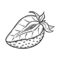 Strawberry line art drawing, hand drawn botanical outline illustration. Summer fruit monochrome drawing. Isolated design element for coloring book page, background, pattern, packaging, logo. vector