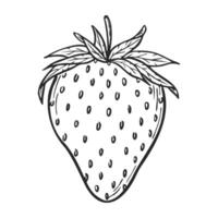 Strawberry line art sketch, hand drawn botanical outline illustration. Summer fruit monochrome drawing. Isolated design element for coloring book page, background, pattern, packaging, logo. vector