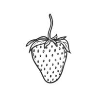 Strawberry line art sketch, hand drawn botanical outline illustration. Summer fruit monochrome drawing. Isolated design element for coloring book page, background, pattern, packaging, logo. vector