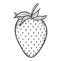 Strawberry line art sketch, hand drawn botanical outline illustration. Summer fruit monochrome drawing. Isolated design element for coloring book page, background, pattern, packaging, logo. vector