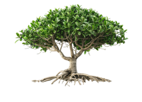 A large tree with a thick trunk and many branches png