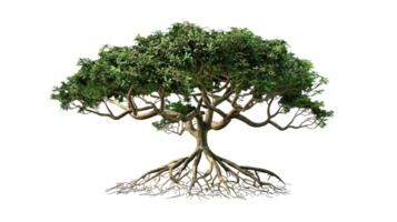 A large tree with a thick trunk and many branches png