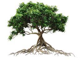 A large tree with a thick trunk and many branches png