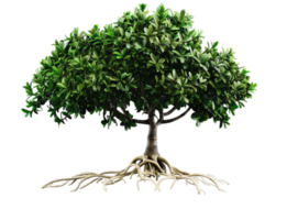 A large tree with a thick trunk and many branches png