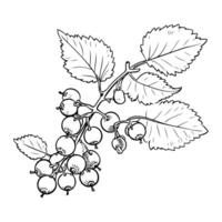 Clean and minimalist blackcurrant icon in a cute and simple line art style. vector