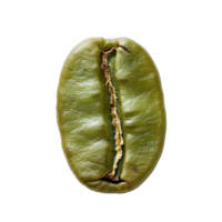 A green coffee bean with a brown spot on it. The bean is slightly wrinkled and has a rough texture png