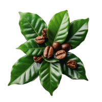 A close up of coffee beans on a leaf. The beans are small and brown, and they are scattered around the leaf png