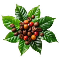 A close up of coffee beans on a leaf. The beans are small and brown, and they are scattered around the leaf png