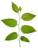 Branch with green leaves of Elm, or Ulmus, on isolated background photo