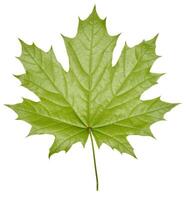 Green Norway maple leaf on isolated background photo