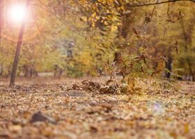 Autumn park with trees and bushes, yellow leaves on the ground and on the branches. Idyllic scene photo