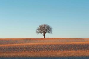 A solitary tree on a barren hill is bathed in the orange hues of a minimalist sunset, radiating calm photo