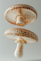 Unique upturned champignon mushrooms presenting their intricate gill patterns, enhanced by soft studio lighting on a pristine white background. photo