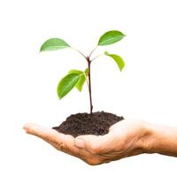 pear tree seedling in farm hands isolated on white background photo