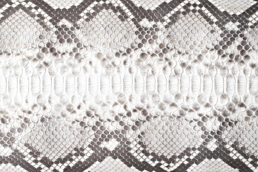 Python Texture Stock Photos, Images and Backgrounds for Free Download