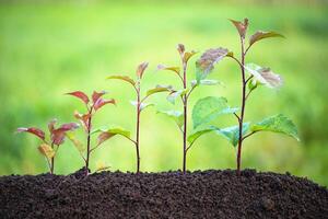 several plants in the ground of different sizes with a blurred green background, concept growth to the top photo