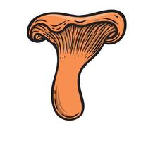 Chantarelle mushroom hand drawn illustration. Chantarelle line drawing mushroom isolated on white background. vector
