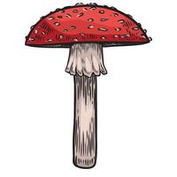 Amanita mushroom line drawing isolated on white background. vector