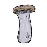 Eringi line drawing mushroom isolated on white background. Eringi mushroom hand drawn illustration. vector