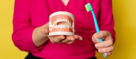 Close-up of a plastic jaw and a toothbrush in a woman's hands on a yellow isolated background. Panoramic image. photo