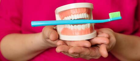 Close-up of a plastic jaw and a toothbrush in a woman's hands. Panoramic image. photo