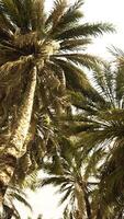 Underside of the coconuts tree with clear sky and shiny sun video