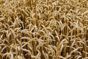 field of ripening wheat, cereal field, texture background photo