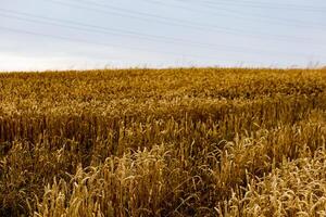 field of ripening wheat, cereal field, texture background photo