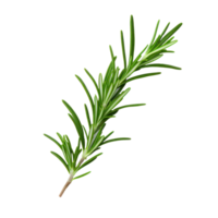 Green Aromatic Rosemary Branch on Isolated Background for Cooking and Health. png