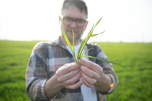 A young farmer inspects the quality of wheat sprouts in the field. The concept of agriculture. photo
