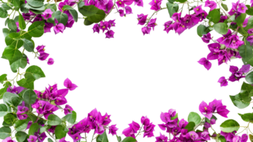 viola bouganville fiori orizzontale confine con le foglie e impianti su il trasparente sfondo, formato png