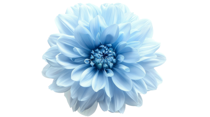 Blue Flower PNGs for Free Download