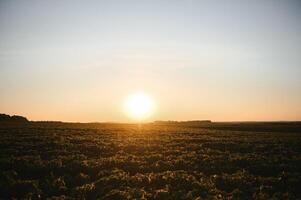 Soybean Field Rows in sunset photo