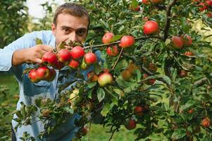 Happy farmer man picking apples from an apple tree in garden at harvest time photo