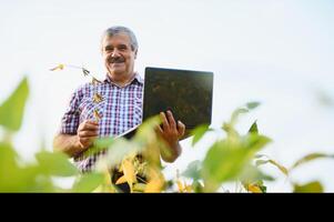 Agronomist inspecting soya bean crops growing in the farm field. Agriculture production concept. young agronomist examines soybean crop on field in summer. Farmer on soybean field photo