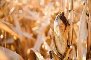 Agricultural field on which grow and change the color of ripe corn. Photo taken closeup with a small depth of field. Autumn season.